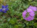 wochenenede-brunnihuette-schweiz-wandern-outdoormaedchen-39