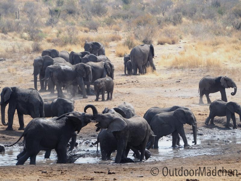 Elefanten-Namibia-Tierwelt