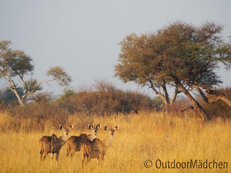 Khudu-Antilopen-Namibia