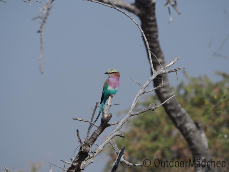 Namibia-Vogel-Tierwelt