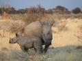 weisse-rhinos-namibia-wildfarm