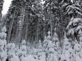 Winterwanderung-Sankenbachsee-Schwarzwald (3)